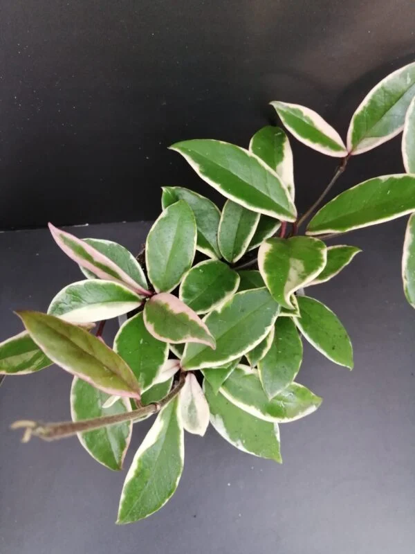 Hoya Flamingo Dream Pink, pianta da interno