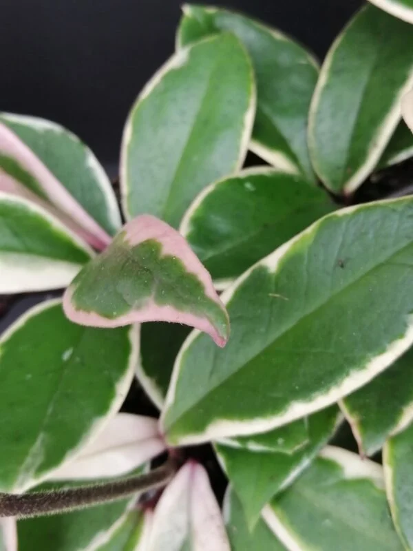 Hoya Flamingo Dream Pink, foto 3