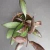 Hoya Red Maroon, pianta da interno