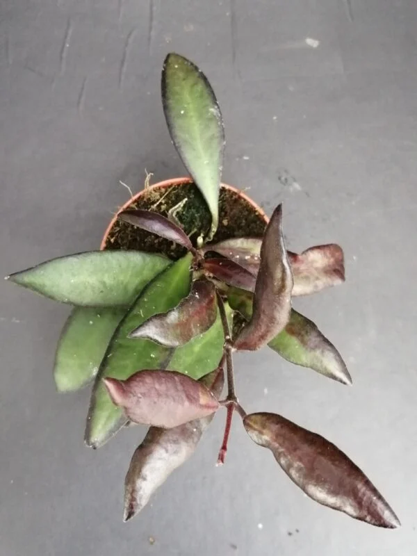 Hoya Red Maroon, pianta da interno
