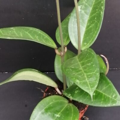 Hoya verticillata hija
