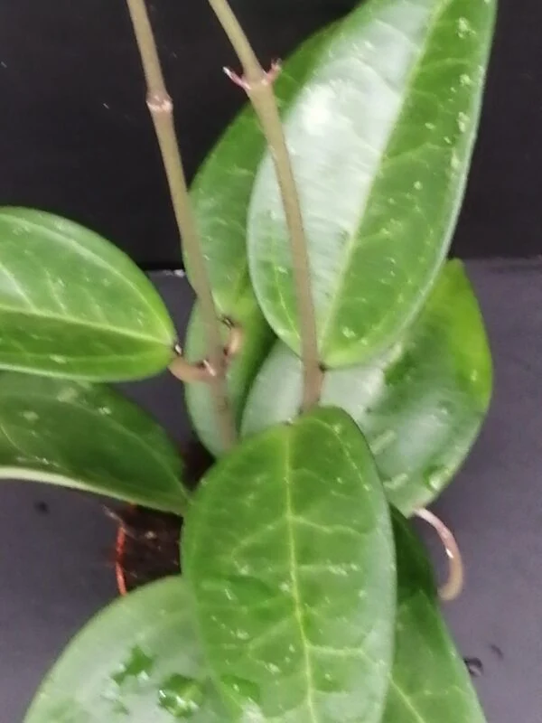 Hoya verticillata hija, foto 2