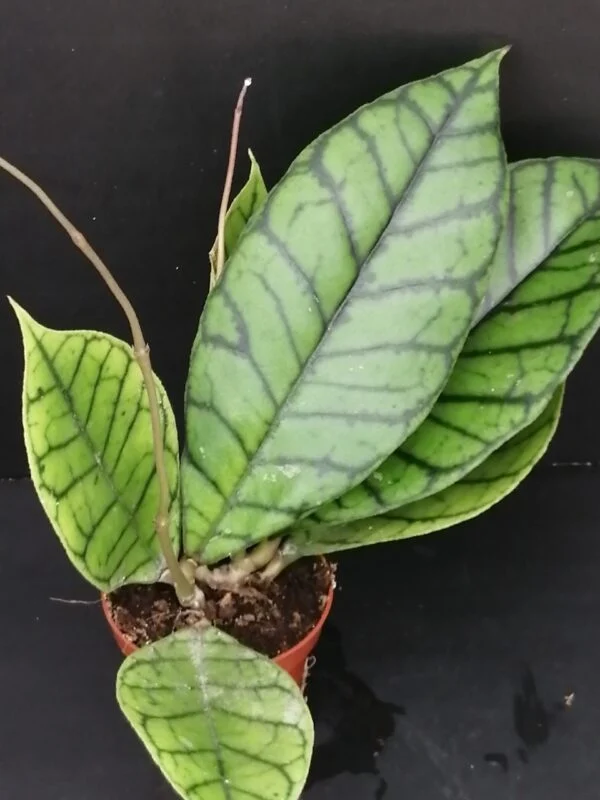 Hoya callistophylla Kal, pianta da interno
