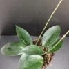 Hoya sp. Timor, pianta da interno