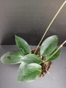 Hoya  sp. Timor