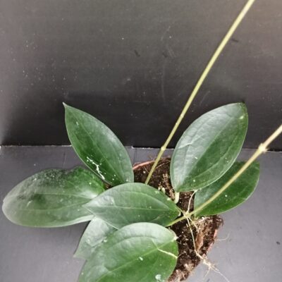 Hoya  sp. Timor
