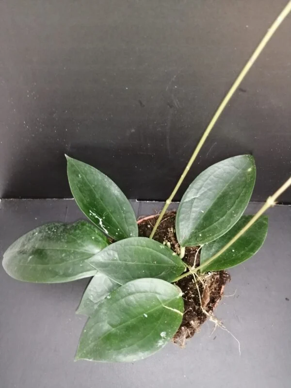 Hoya sp. Timor, pianta da interno