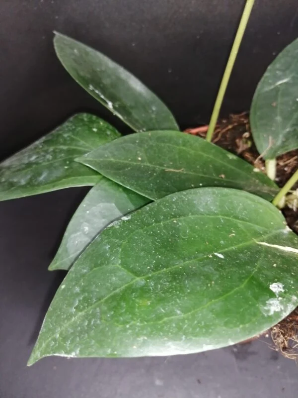 Hoya sp. Timor, foto 2