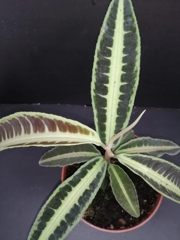 Labisia jabi, foto 2
