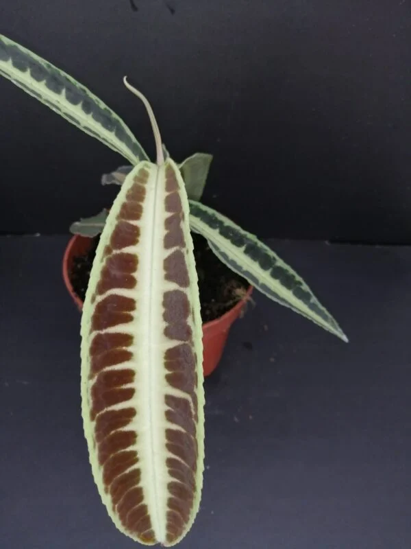 Labisia jabi, foto 3