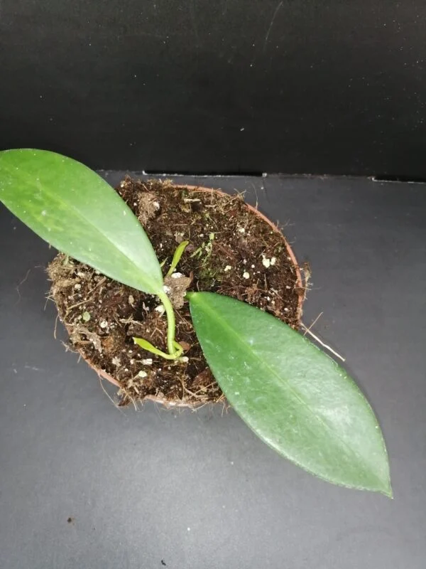 Hoya Black Dragon, foto 2