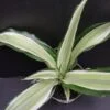 Dracaena Dragon Tree, pianta da interno
