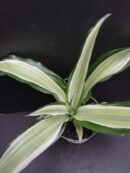 Dracaena Dragon Tree