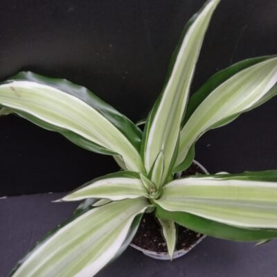 Dracaena Dragon Tree