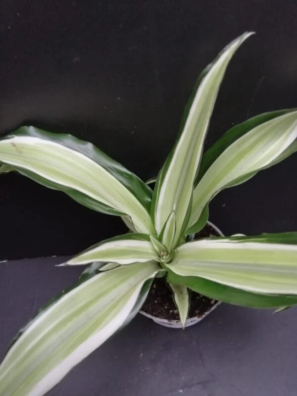 Dracaena Dragon Tree, pianta da interno