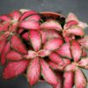 Fittonia Forest Flame, pianta da interno