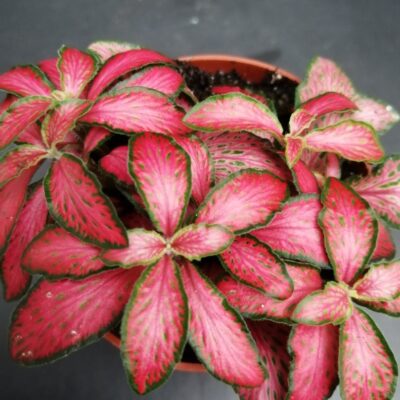 Fittonia Forest Flame