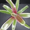 Nidularium schulterianum Striped Fireball Variegato pianta micro, pianta da interno