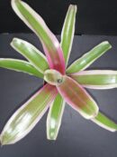 Nidularium schulterianum Striped Fireball Variegato pianta micro