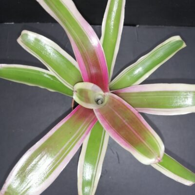 Nidularium schulterianum Striped Fireball Variegato pianta micro