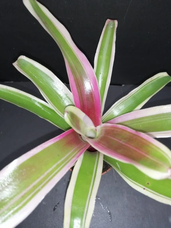 Nidularium schulterianum Striped Fireball Variegato pianta micro, foto 2
