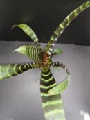 Vriesea splendens