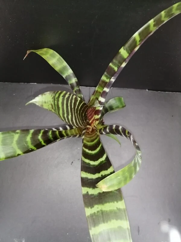 Vriesea splendens, pianta da interno