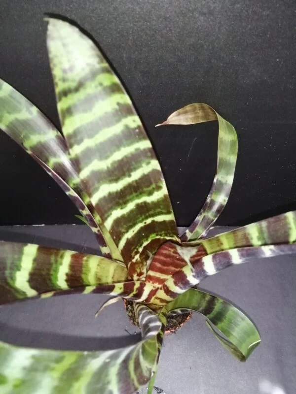 Vriesea splendens, foto 2