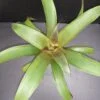 Bromelia Forest pianta micro, pianta da interno