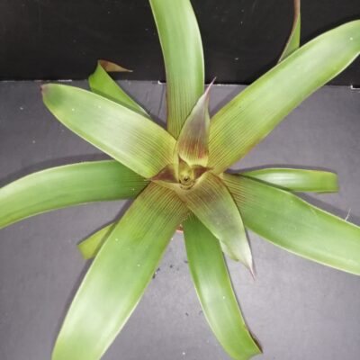 Bromelia Forest pianta micro