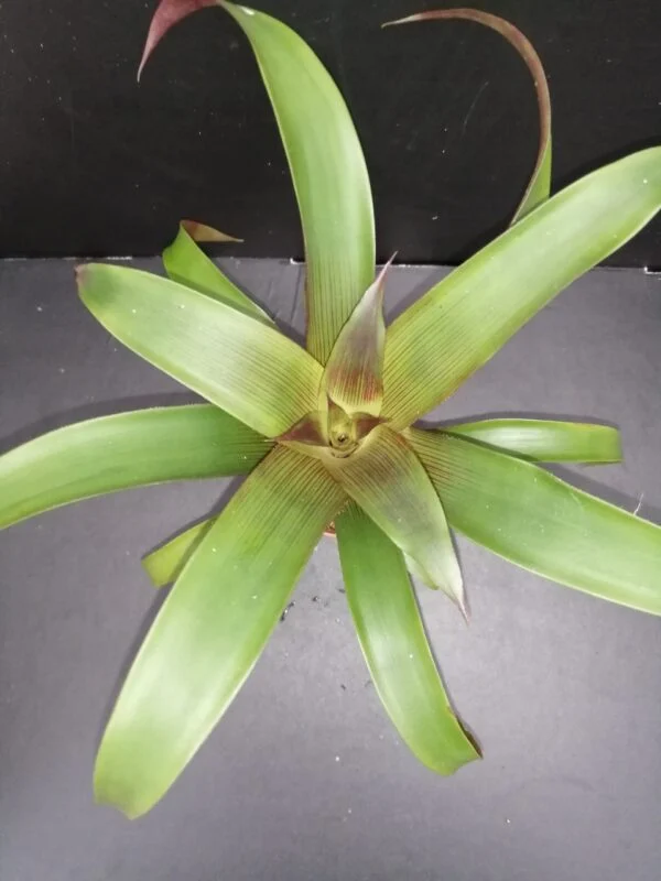 Bromelia Forest pianta micro, pianta da interno