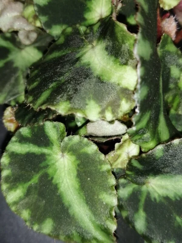 Begonia cleopatrae, foto 6