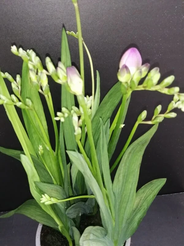 Freesia, pianta da esterno
