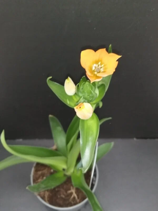 Ornithogalum dubium, pianta da esterno