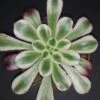 Aeonium Medusa, pianta da interno e da esterno