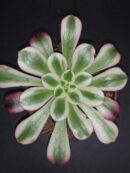 Aeonium Medusa