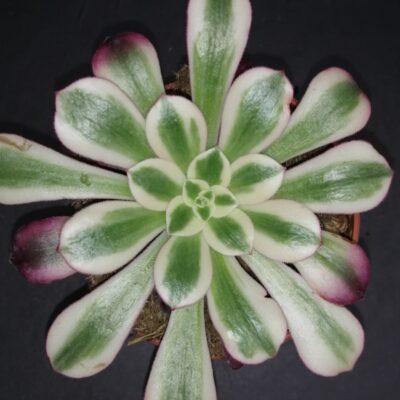 Aeonium Medusa