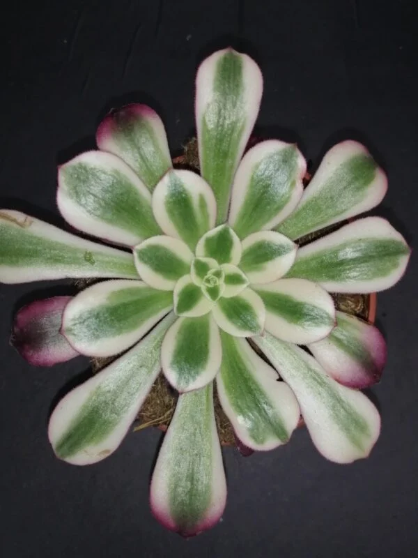 Aeonium Medusa, pianta da interno e da esterno