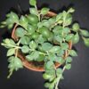 Senecio herrieanus, pianta da interno e da esterno