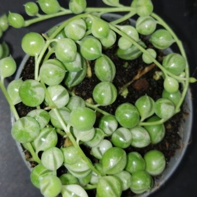 Senecio herrieanus Variegata