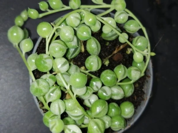 Senecio herrieanus Variegata, pianta da interno e da esterno