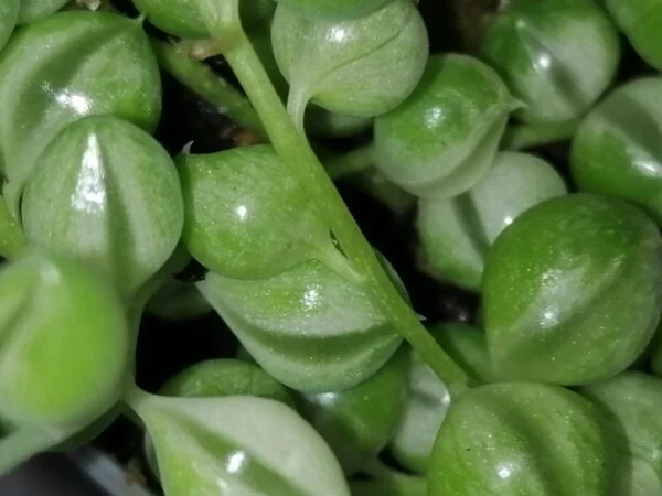 Senecio herrieanus Variegata, foto 2