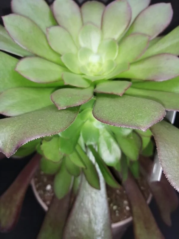Aeonium arboreum, foto 2