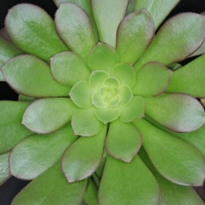 Aeonium arboreum