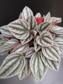 Peperomia caperata Grey