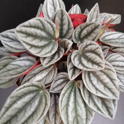 Peperomia caperata Grey