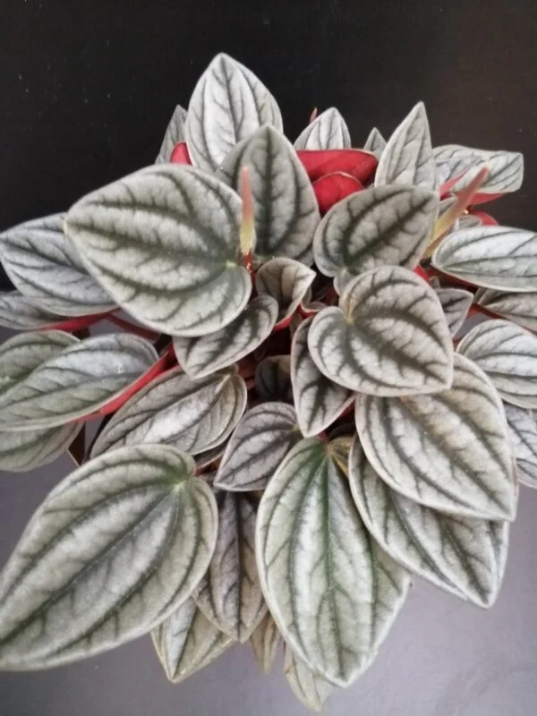 Peperomia caperata Grey