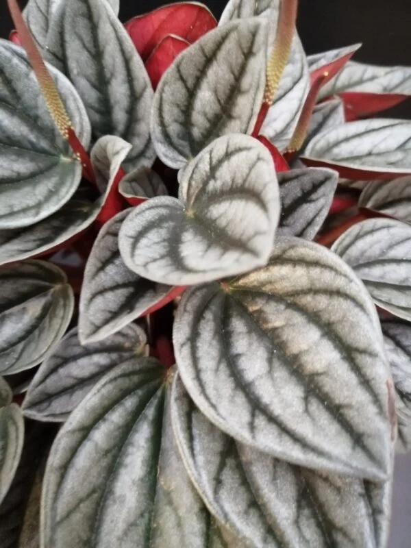 Peperomia caperata Grey, foto 2