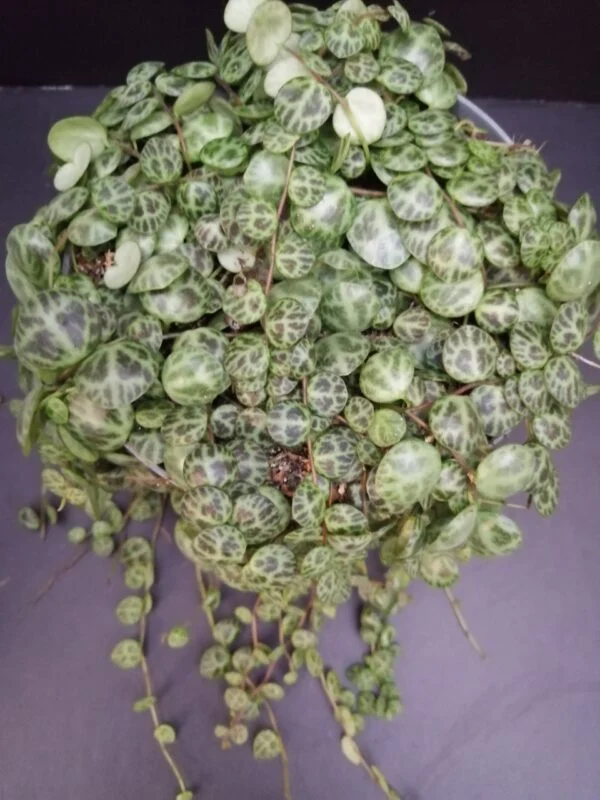 Peperomia prostrata, pianta da interno