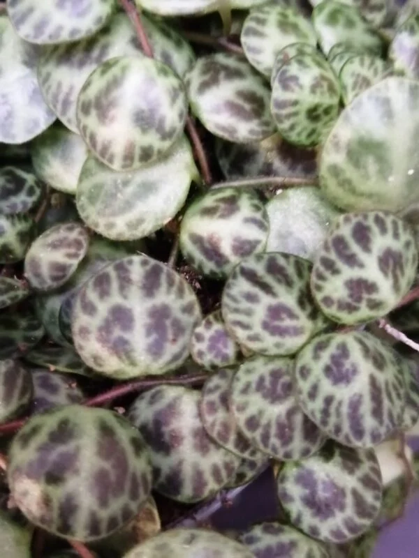 Peperomia prostrata, foto 3